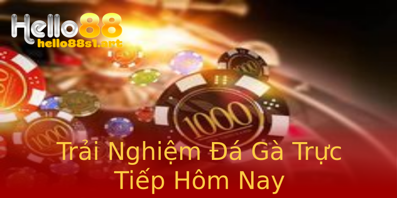 Trải Nghiệm Đá Gà Trực Tiếp Hôm Nay Trải Nghiệm Đá Gà Trực Tiếp Hôm Nay