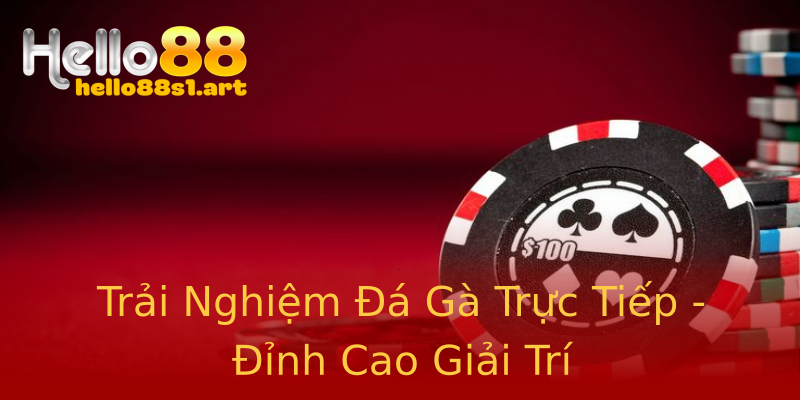 Trải Nghiệm Đá Gà Trực Tiếp - Đỉnh Cao Giải Trí Trải Nghiệm Đá Gà Trực Tiếp - Đỉnh Cao Giải Trí